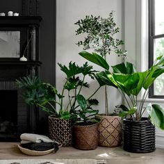 a living room filled with lots of different types of plants