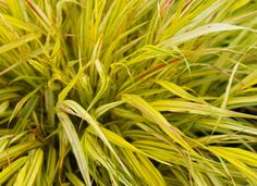 closeup of green and yellow grass with red tips