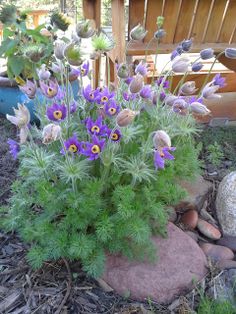 some purple flowers are growing out of the ground