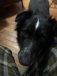 a black and white dog sitting on top of a person's leg wearing plaid pants