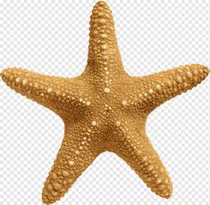 a starfish is shown on a transparent background