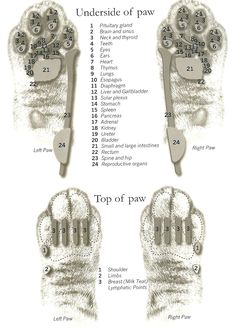 an image of foot reflexs with instructions for each part of the foot and how to use them