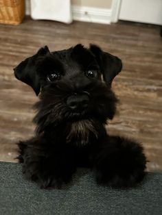 a small black dog sitting on top of a wooden floor