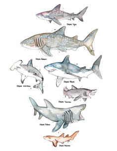 an image of different types of sharks in watercolor and ink on paper by artist susan moore