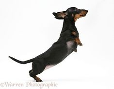 a black and brown dog jumping up into the air