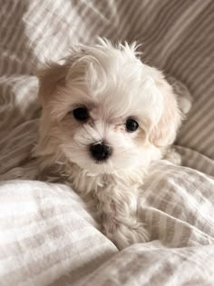 a small white dog sitting on top of a bed covered in blankets and pillows with his eyes wide open