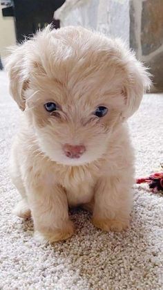 a small white puppy sitting on top of a carpet