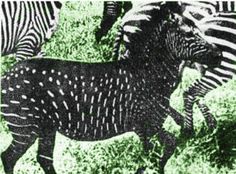 zebras and other wild animals are depicted in this collage