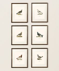 four framed birds are mounted on the wall next to each other in brown and white frames