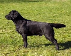 a black dog standing on top of a lush green field