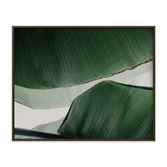 a green leaf with white background framed in black frame on the wall above it is an image of a plant