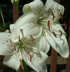 Photo of the bloom of Lily (Lilium 'White Tiger') posted by Tiff2884