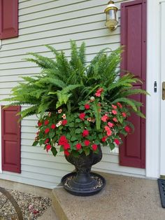 a large potted plant sitting on the side of a house