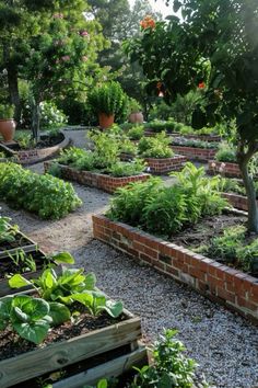 a garden filled with lots of different types of vegetables and plants in it's beds