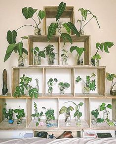 a shelf filled with potted plants on top of a bed