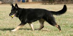 a large black and brown dog with a yellow frisbee in it's mouth