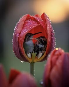 a close up of a flower with water droplets on it and two birds in the middle