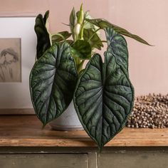 a potted plant sitting on top of a wooden table next to other plants and seeds