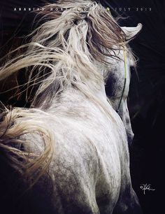 a white horse with long hair on it's back