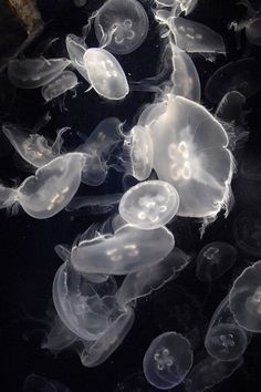 many jellyfish are swimming in the water