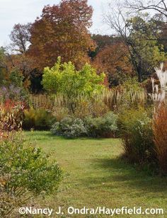 an image of a garden setting in the fall season with trees and shrubs around it