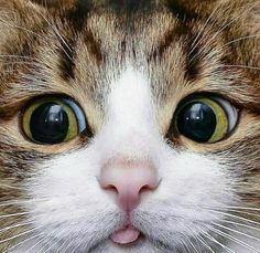 a close up of a cat's face with green eyes and whiskers