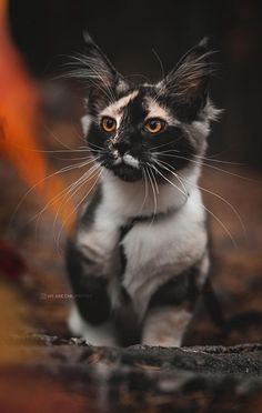 a black and white cat with orange eyes sitting on the ground looking at the camera