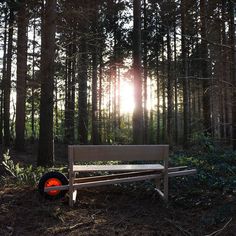 a bench sitting in the middle of a forest next to tall trees with bright red light coming from behind it