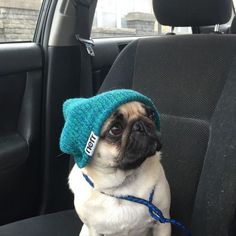 a pug dog wearing a blue hat sitting in the back seat of a car