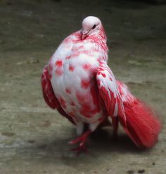 a red and white bird with spots on it's feathers sitting on the ground