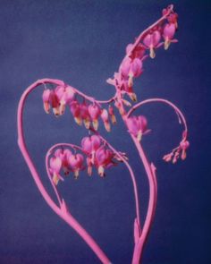 the pink flowers are blooming in the blue sky and it looks like they have long stems