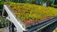 a green roof with plants growing on it