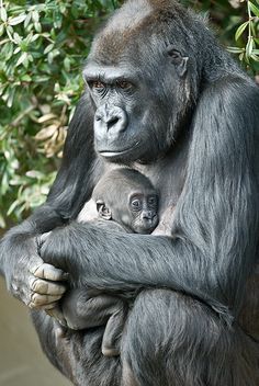 an adult gorilla holding a baby in its arms