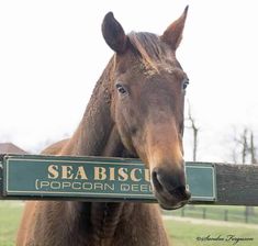 a brown horse standing next to a wooden fence with a sea biscuit sign on it's side