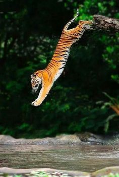 a tiger jumping into the water with its mouth open