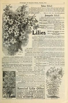 Autumn catalogue : bulbs plants and seeds : Livingston Seed Company : Free Download, Borrow, and Streaming : Internet Archive Picture Collage Wall, Seed Company, Old Newspaper, Photo Wall Collage, Vintage Poster Art, Art Collage Wall, 판타지 아트, Picture Collage, Travel Scrapbook