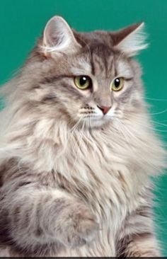 a long haired gray cat sitting on top of a wooden table next to a green wall