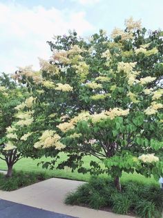 a large tree with white flowers in the middle of a sidewalk next to grass and trees