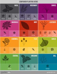 the different types of plants and their names in each color scheme, including red, green,