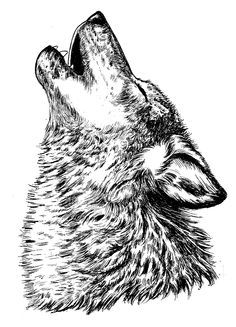 a black and white drawing of a wolf's head with its eyes closed to the sky