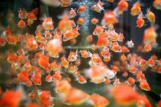 many small orange and white fish in an aquarium