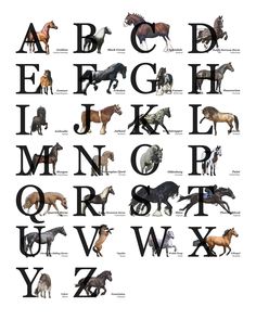 an alphabet with horses all over it