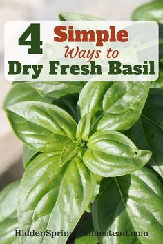 green basil plants with text overlay that says 4 simple ways to dry fresh basil