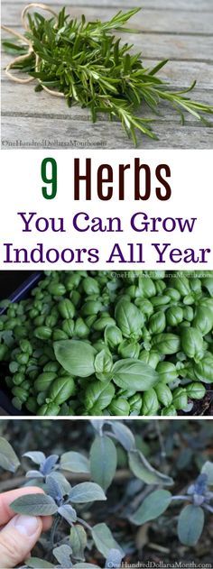 herbs can grow indoors all year long and are easy to grow in the winter or fall