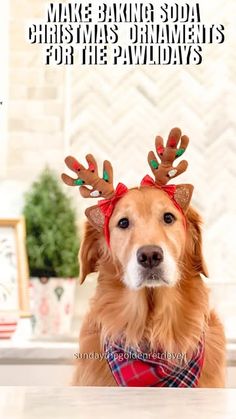 a brown dog wearing reindeer antlers on its head with text that reads, make baking soda christmas ornaments for the paws