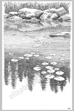 a black and white drawing of water lilies floating on top of a lake with grass in the background