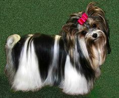 a black and white dog with a red bow on it's head