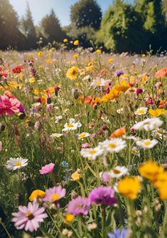 Verleihe deinem Zuhause einen Hauch von Natur und Farbenpracht mit diesem wunderschönen Poster einer blühenden Wildblumenwiese. Diese lebendige Aufnahme fängt die Schönheit des Sommers ein - eine endlose Vielfalt an farbenfrohen Blumen, die sanft im Licht der Sonne erstrahlen. Die harmonische Mischung aus Gelb, Pink, Lila und Weiß zaubert pure Lebensfreude und vermittelt eine entspannte, naturnahe Atmosphäre. Ideal für Wohnzimmer, Schlafzimmer, Büros oder jede andere Ecke deines Zuhauses, die du Spring Meadow Aesthetic, Printemps Aesthetic, Wild Flowers Aesthetic, Flower Meadow Aesthetic, Flower Meadows Aesthetic, Flowers Glowing, Pretty Meadow, Pretty Fields Wild Flowers, Meadow With Wildflowers