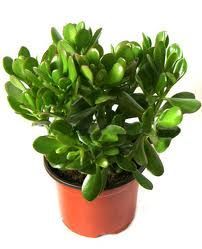 a small potted plant with green leaves