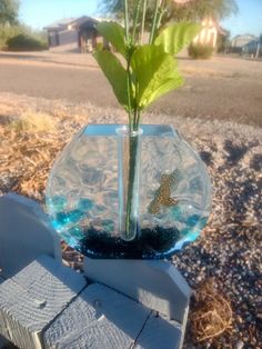 a glass vase filled with water and a plant